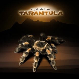 Павук Тарантул | Tarantula by Yigal Mesika 7161 фото